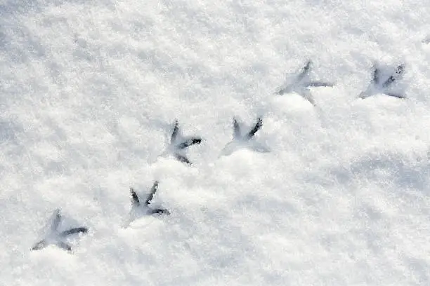 Steps of a bird (paw marks) in fresh snow in summy weather.