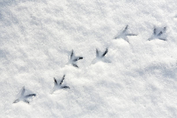 птица лап в снегу - animal track стоковые фото и изображения