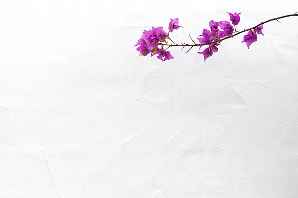 istock Branch with purple flowers 498711072