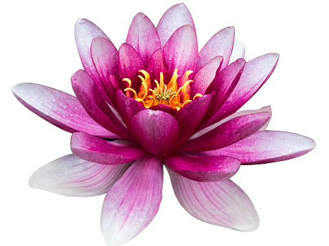 Water lily isolated on white background, with clipping path