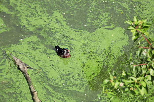 Algae Algae filled pond in Stanley Park, Vancouver, Canada algal bloom stock pictures, royalty-free photos & images