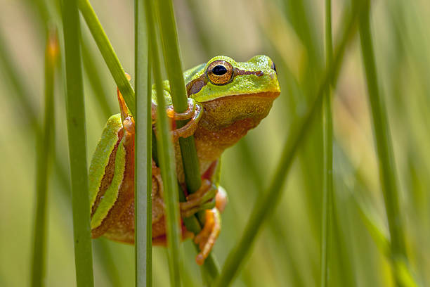 istock European tree frog peeking from behind rush 498715590