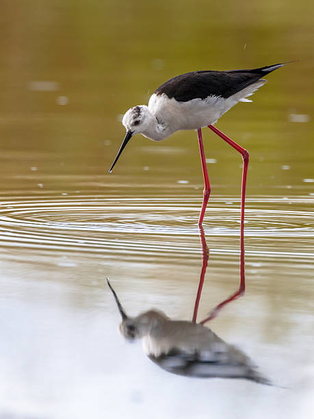 istock Female black winged stilt 498715610