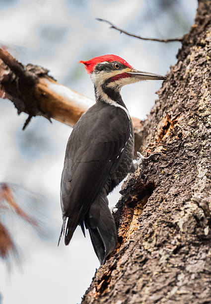 istock Pileated Woodpecker on a white pine foraging for breakfast. 498716178