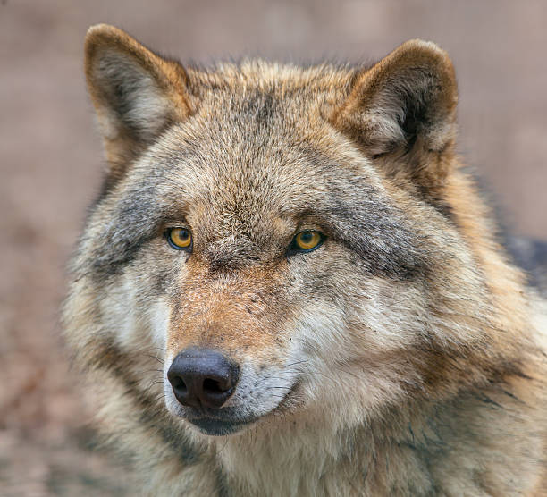 istock Close up of a Dangerous Grey Wolf 498716484