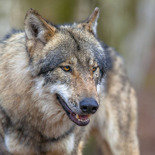 istock Portrait of a Threathening Grey Wolf 498716610