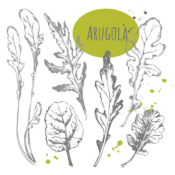 ilustraciones, imágenes clip art, dibujos animados e iconos de stock de juego de dibujo a mano roqueta. blanco y negro de dibujo hierbas. - arugula salad plant leaf