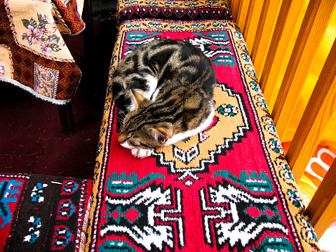 Istanbul, Turkey - cat, lying on a national carpet