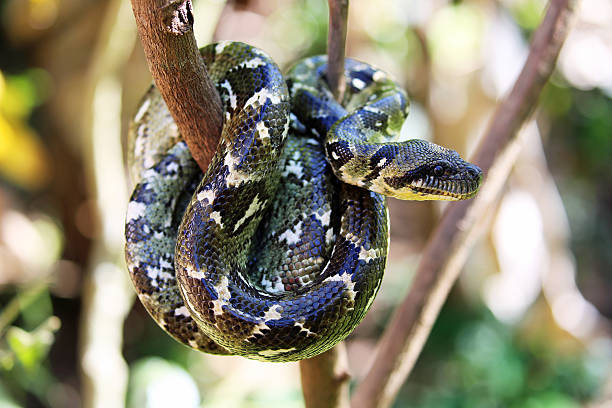 istock Madagascar: Tree Boa in Mantadia National Park 498717522