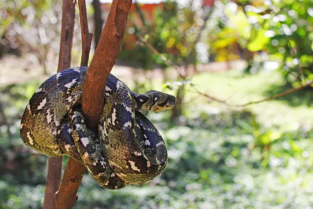 A Tree Boa (Sanzinia madagascariensis) curled up in a ball on a small tree in Mantadia National Park in Madagascar.