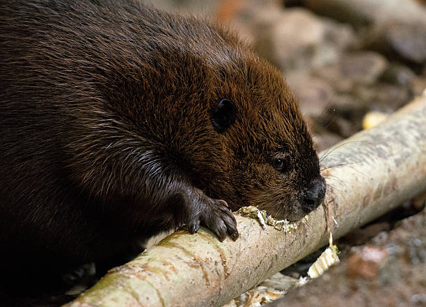 istock Beaver eating away a tree - close up 498717804