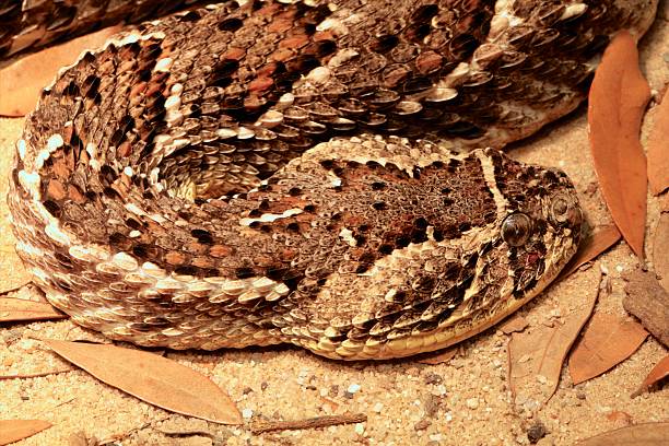 Puff Adder A closeup of a Puff Adder (Bitis arietans) laying in the sand. puff adder bitis arietans stock pictures, royalty-free photos & images