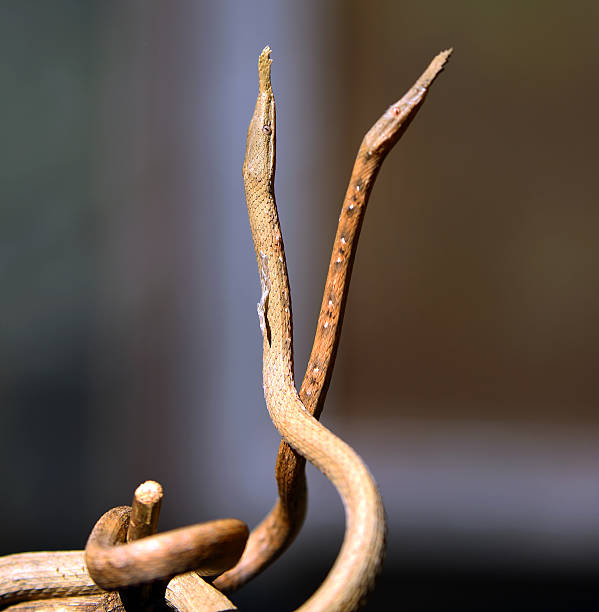 istock Madagascar: Madagascar leaf-nosed snakes at Mantadia National Park 498717974