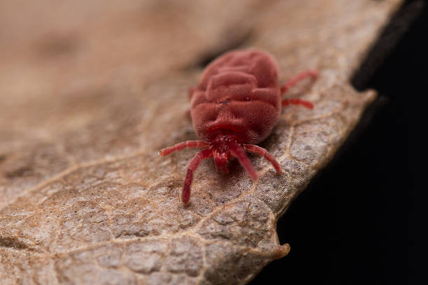 istock Fluffy Red Velvet Mite Crawls on Brown Leaf 498718774