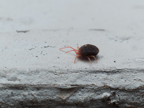 Close up Photo of tiny red clover mite with dark brown body and bright red legs