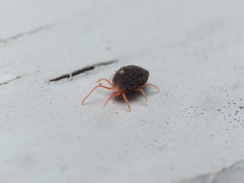 Close up Photo of tiny red clover mite with dark brown body and bright red legs