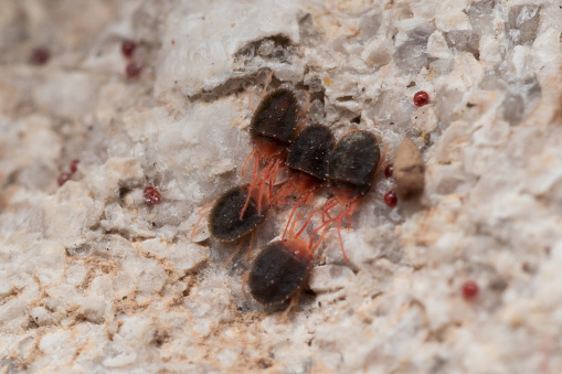 Multiple red closer mites with bright red legs huddle together.  Bright red eggs can also be seen