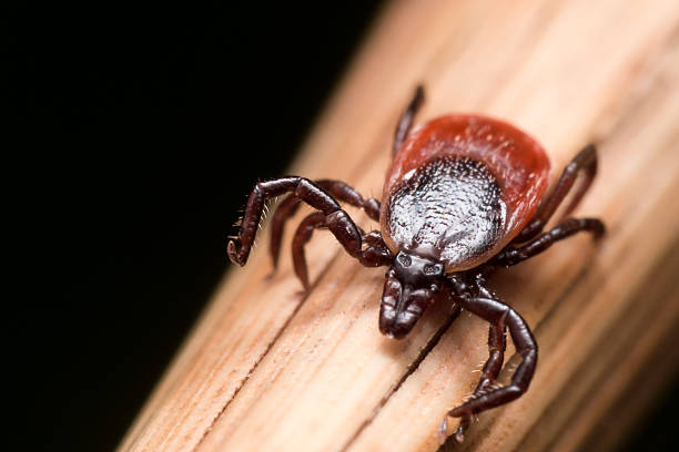 Close up Macro of Deer Tick Crawling on Straw Close up photo of adult female deer tick crawling on piece of straw deer tick arachnid photos stock pictures, royalty-free photos & images