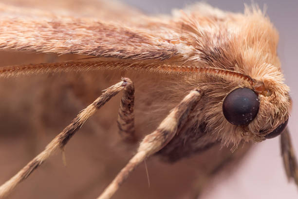 istock Close up Portrait of Brown Moth (Anania) 498719406