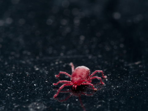 Bright red velvet mite crawls on shiny black surface