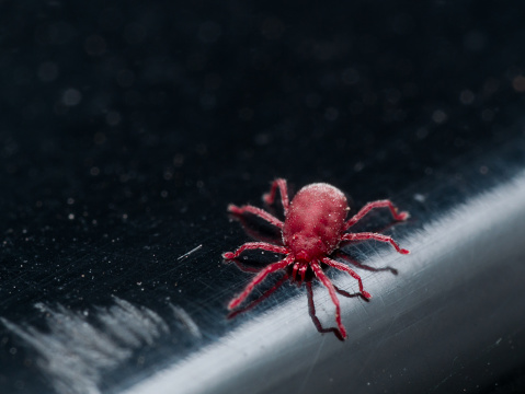Bright red velvet mite crawls on shiny black surface
