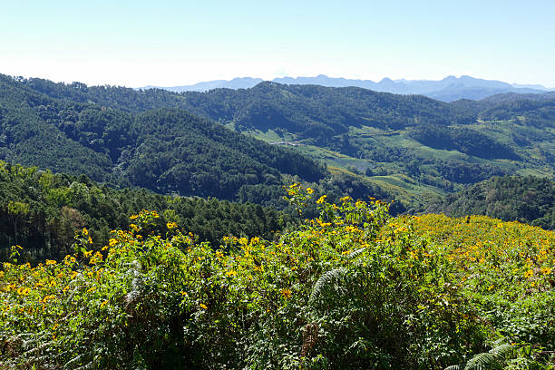 istock blooming Mexican sunflower on the hill 498721718