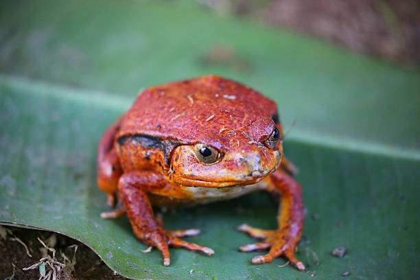 A Tomato frog (Dyscophus antongilii) sitting on a palm leaf in Mantadia National Park. The species is endemic to Madagascar.
