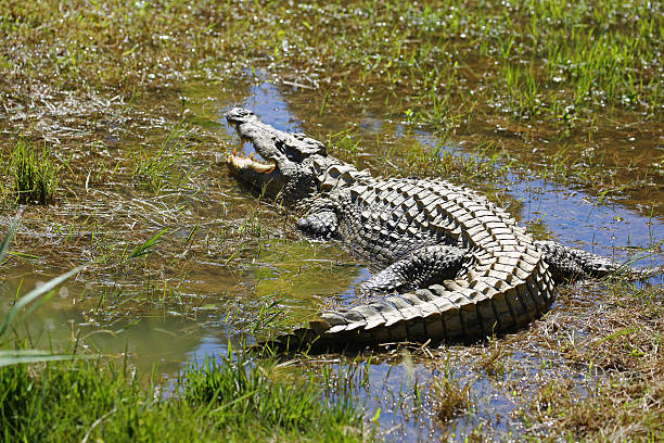 istock Madagascar: Nile Crocodile at Mantadia National Park 498722022