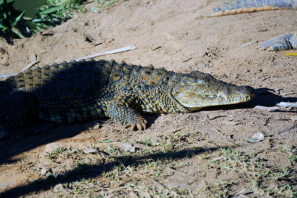istock Madagascar: Nile Crocodile at Mantadia National Park 498722128