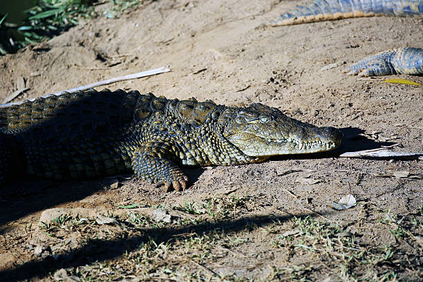 istock Madagascar: Nile Crocodile at Mantadia National Park 498722230