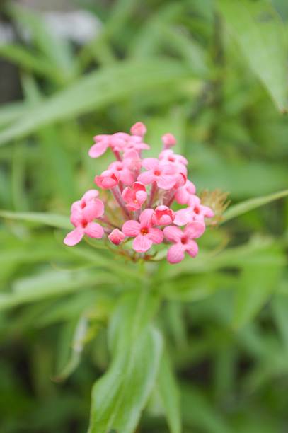 istock pink Panama Rose flower 498722516