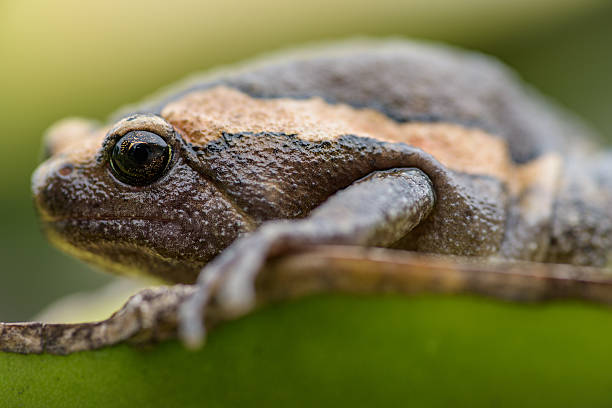 istock Amphibians living in Asia, Asian frogs and toads 498723048