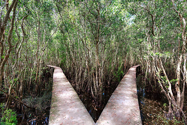 small high road passing through flooded melaleuca forests in Tan Lap, Long An province, Vietnam