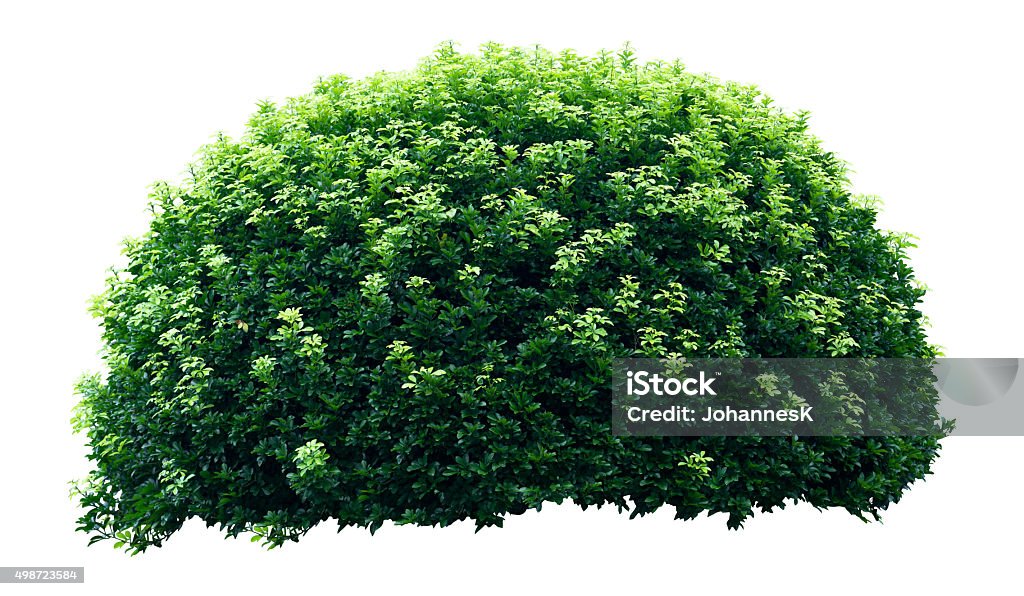 Ornamental tree Ornamental tree isolated on white background Bush Stock Photo
