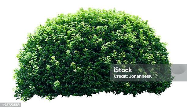 Ornamental Tree Stock Photo - Download Image Now - Bush, Cut Out, Hedge