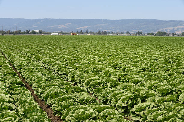 istock Romaine Lettuce Growing on Farm 498728895