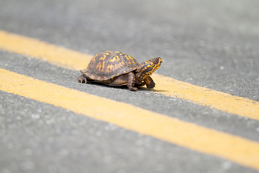 Box Turtle Crossing Road
