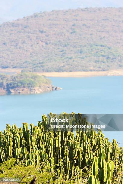 Photo libre de droit de Phobane Lac Du Kwazulunatal Afrique Du Sud banque d'images et plus d'images libres de droit de Afrique - Afrique, Aloès, Arbre