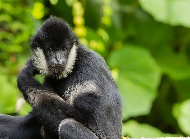 A portrait of a Northern white-cheeked gibbon (Nomascus leucogenys)