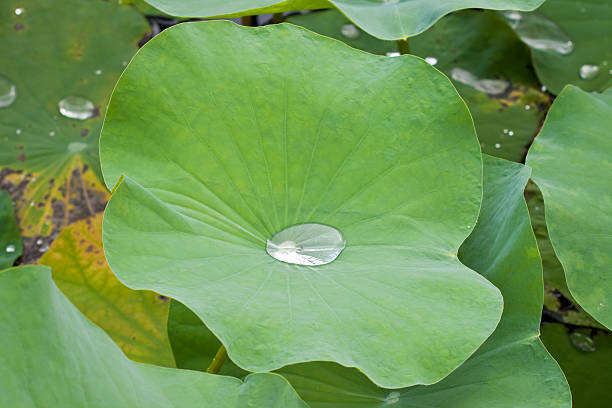 beautiful lotus with water
