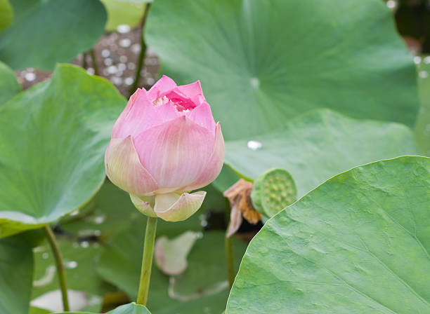 istock beautiful lotus with water 498731799
