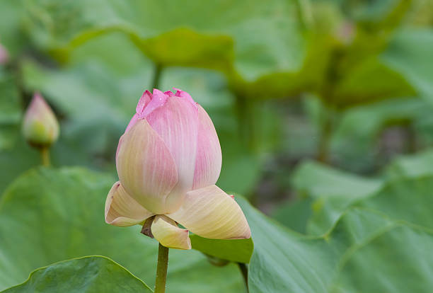 istock beautiful lotus with water 498731895