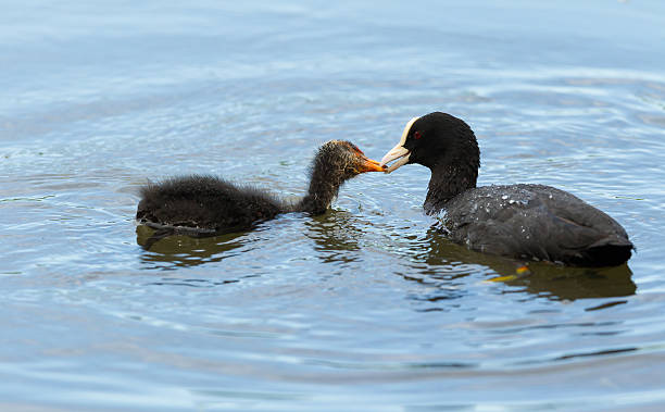 istock Adult coot feeding young 498731955