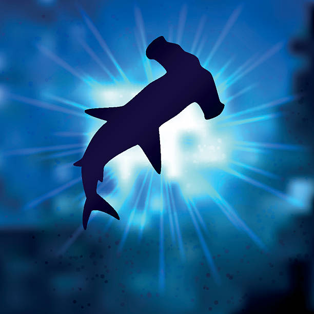 hammerhai - color image colored background blue background animal stock-grafiken, -clipart, -cartoons und -symbole