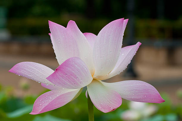 beautiful lotus with water