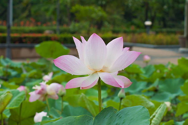 beautiful lotus with water