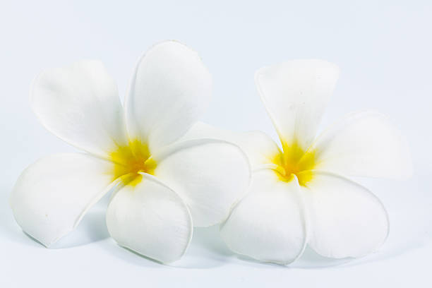 Close-up of delicate plumeria flower with raindrops.