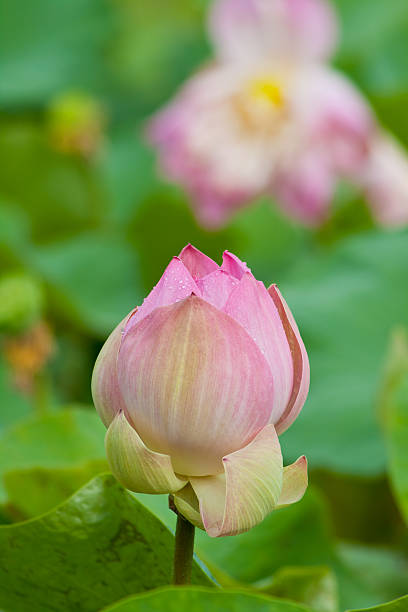 beautiful lotus with water