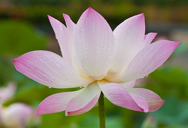 beautiful lotus with water