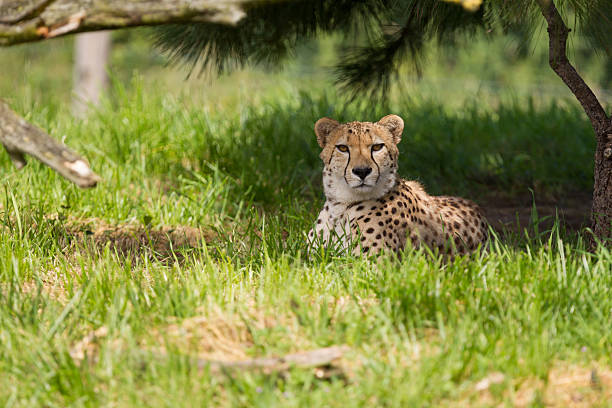 istock Cheetah resting in the shade 498733329